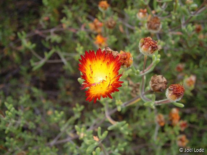 Drosanthemum floribundum Dscf1861